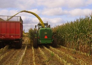 Hayway Farms Corn Silage Plot