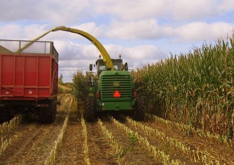 silage hayway plot farms corn