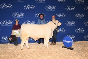 <b>Cornerview Charolais and the Coughlin Team</b>