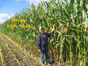 Hayway Farms Corn Silage Plot
