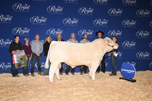 <b>Cornerview Charolais and the Coughlin Team</b>